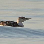 Yellow-billed Loon  "Gavia adamsii"